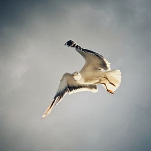 Animalia album cover